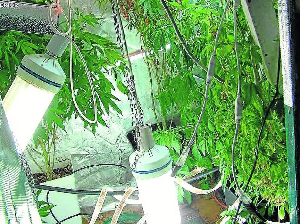 Varias de las plantas que la Guardia Civil halló en casa del detenido en Alagón.