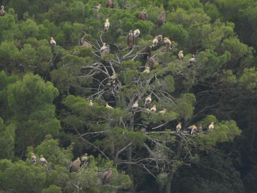 Imagen del dormidero de alimoches, una especie catalogada como vulnerable tanto en Aragón como a nivel nacional.