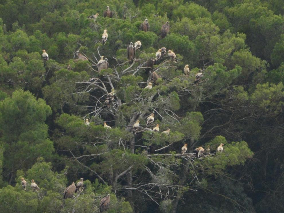 Imagen del dormidero de alimoches, una especie catalogada como vulnerable tanto en Aragón como a nivel nacional.