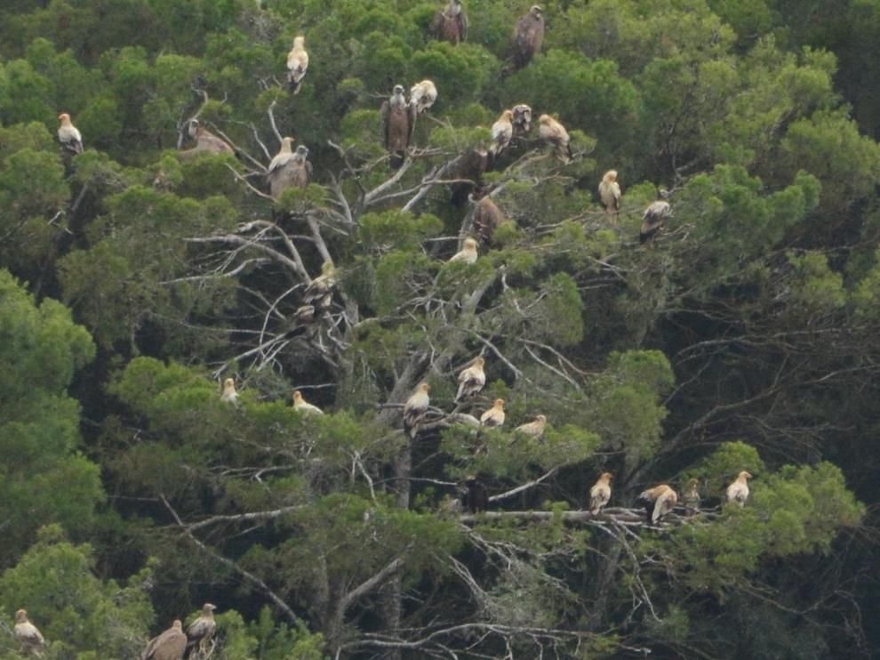 Imagen del dormidero de alimoches, una especie catalogada como vulnerable tanto en Aragón como a nivel nacional.