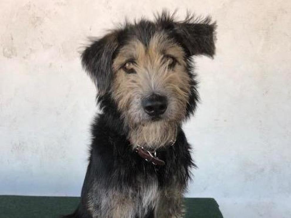 Monte, una mezcla de terrier de dos años de edad.