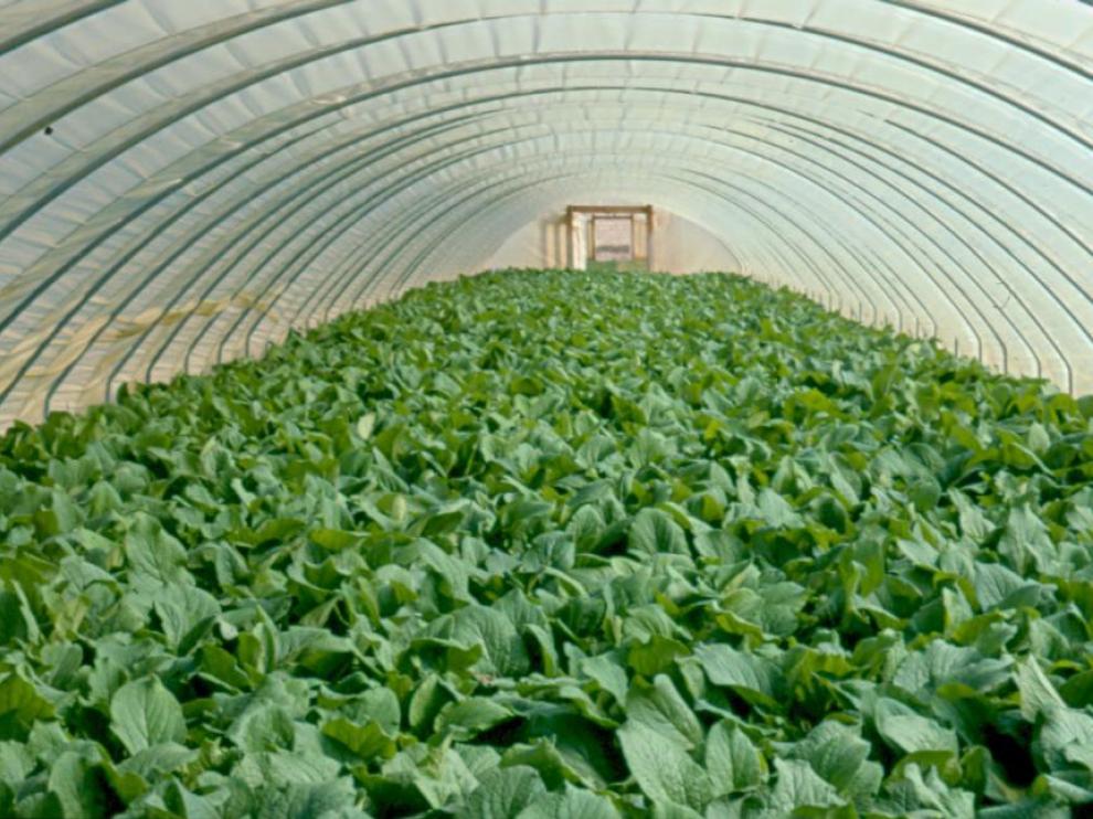 Las explotaciones de borraja han visto en los últimos cuatro años cómo sus plantas morían sin conocer la causa