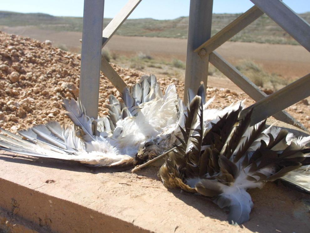 Águila culebrera electrocutada en un tendido eléctrico de la provincia de Zaragoza. Las aves más afectadas por este problema son las grandes rapaces como el buitre leonado, el águila real, el milano real o el águila perdicera.