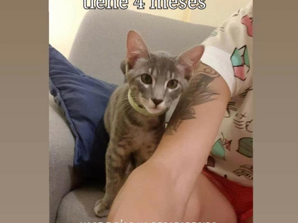 Gato desaparecido en el barrio Delicias.