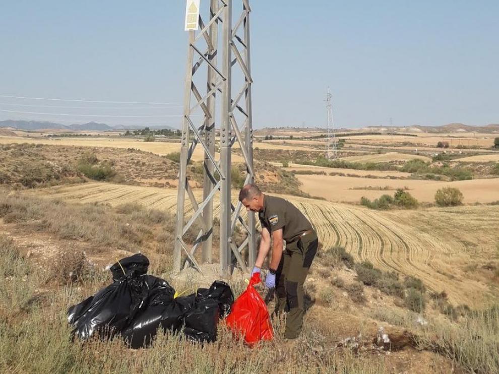La mayor parte de las muertes de aves por electrocucion son detectadas por los agentes de protección de la naturaleza del Gobierno de Aragón, que revisan los tendidos en busca de bajas.