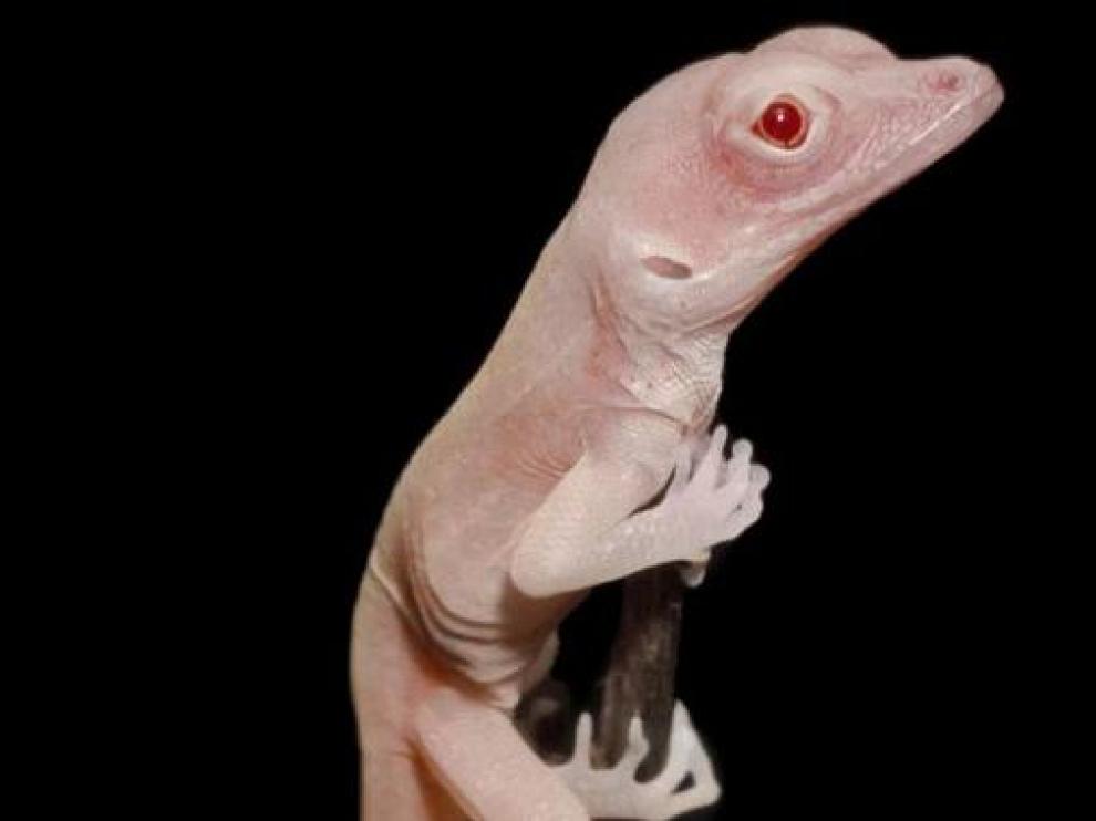 Cría de lagarto albino