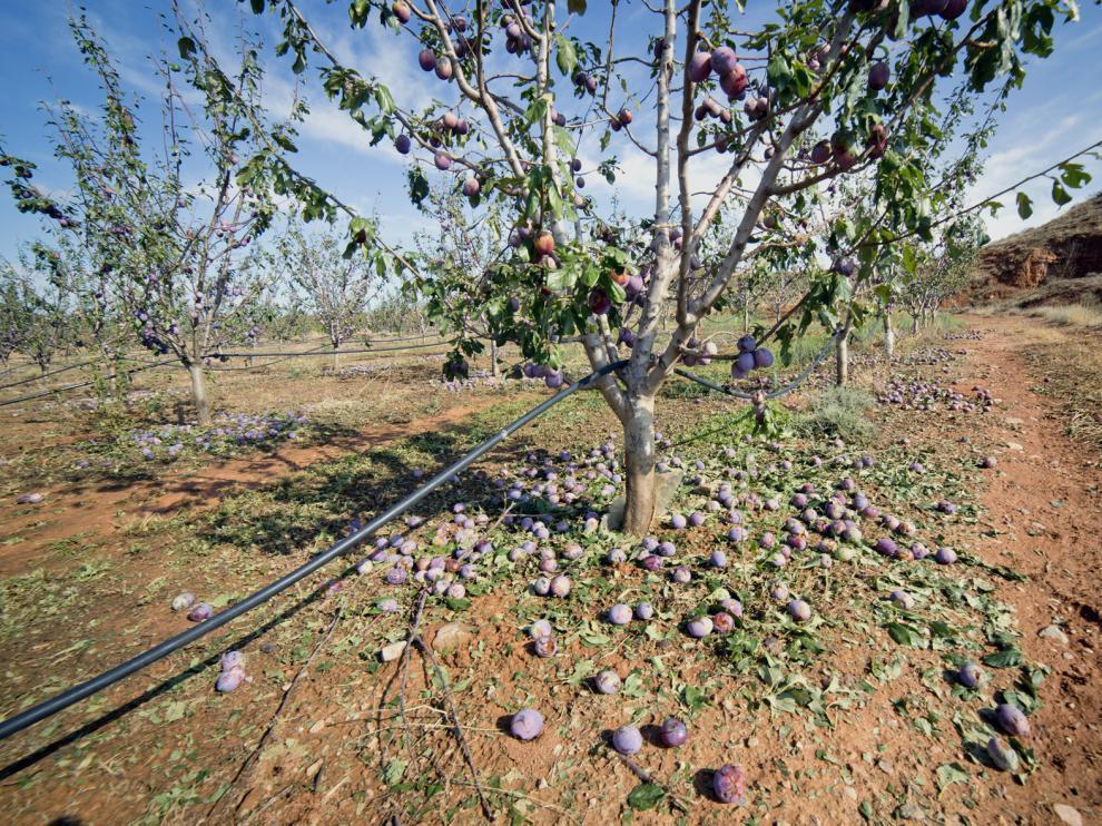 Solo en la localidad del Manubles se han visto afectadas cerca de 1.200 hectáreas de frutal. J.Macipe