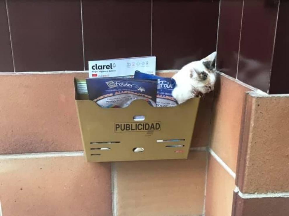 El gato apareció malherido en un buzón de publicidad de un portal de Huesca.