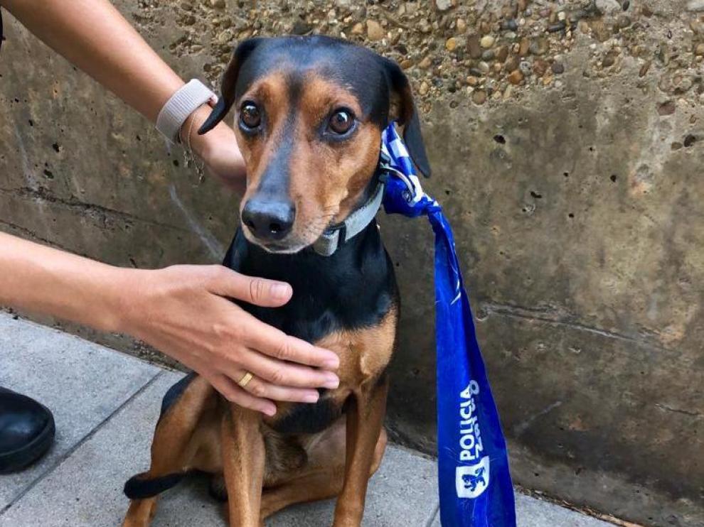 El perro se perdió en el Parque Deportivo Ebro y llegó solo a su casa, en Escoriaza y Fabro.