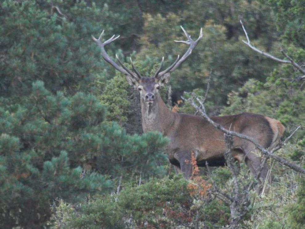 Durante la berrea os machos adultos abandonan el refugio de los bosques y salen a terrenos abiertos para atraer a las hembras con sus bramidos.
