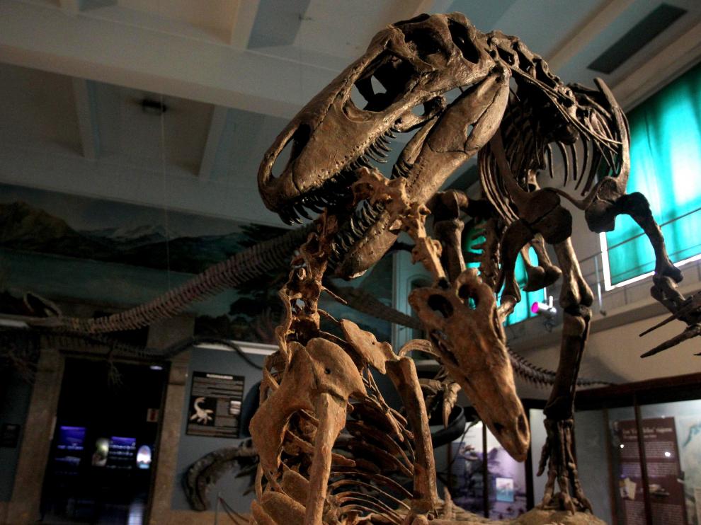 Fotografía fechada el 22 de agosto de 2019, que muestra una vista de un dinosaurio en exhibición en el Museo Argentino de Ciencias Naturales Bernardino Rivadavia de Buenos Aires.