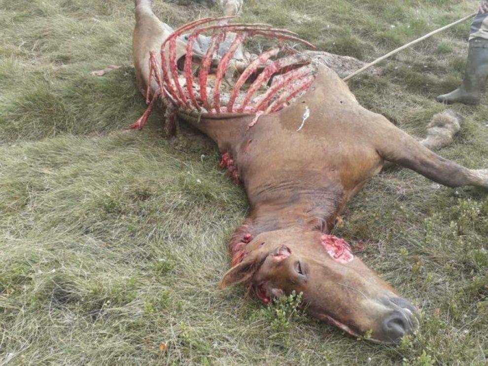 La noche del martes al miércoles Cachou mató a una yegua de 17 años en el valle de Arán.