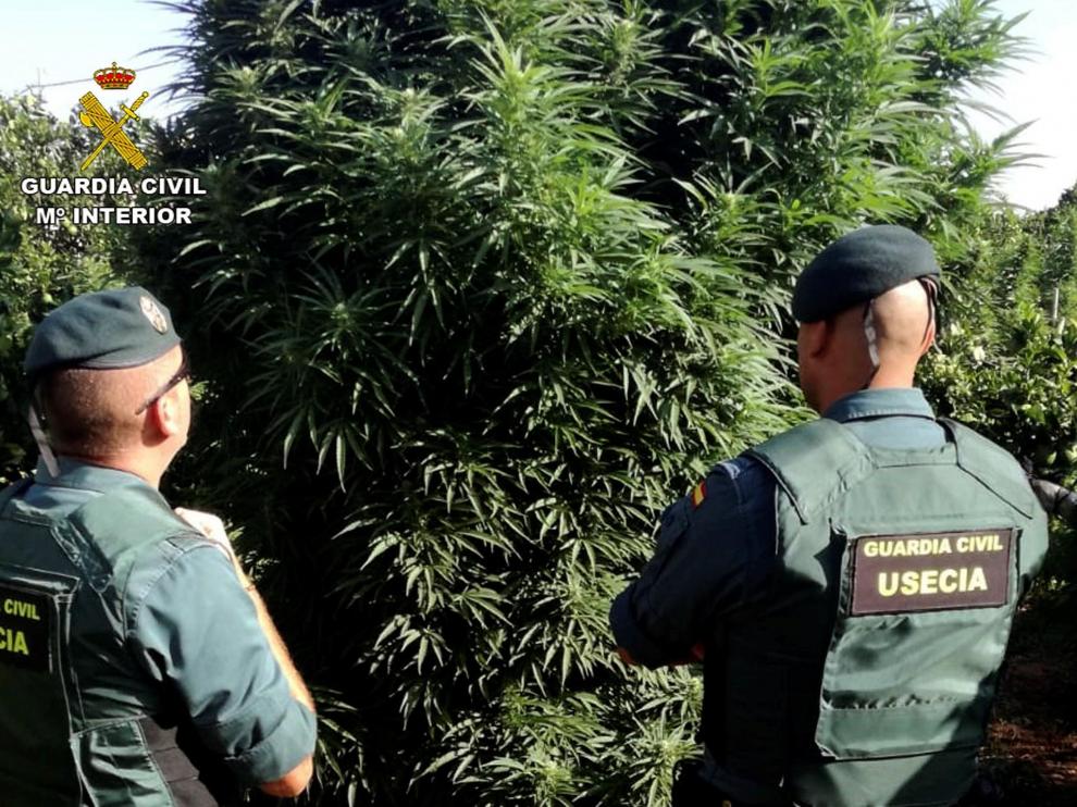Detenido un policía local de Murcia con una tonelada de marihuana.