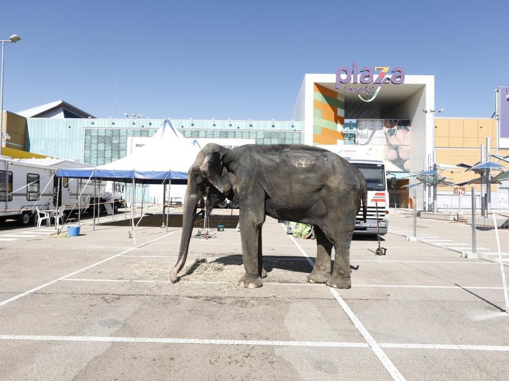 El elefante 'Dumba' ya está instalado en el aparcamiento exterior de Plaza Imperial.