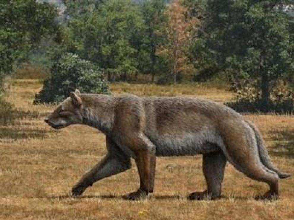 Una recreación del Magericyon anceps