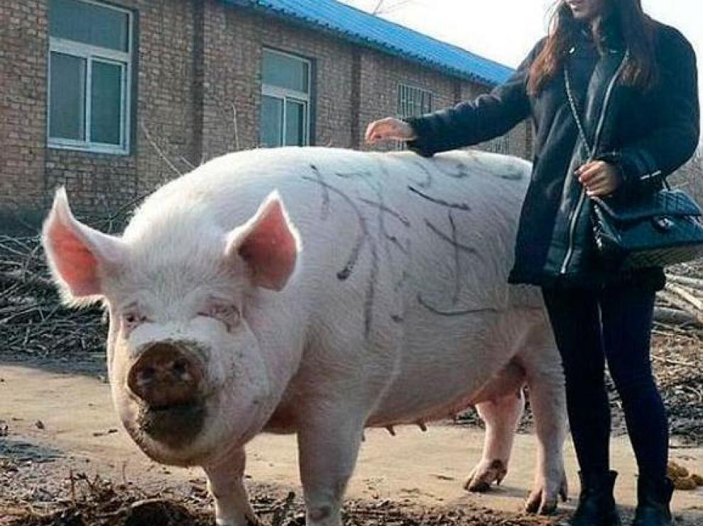 Un ejemplar de cerdo chino gigante.