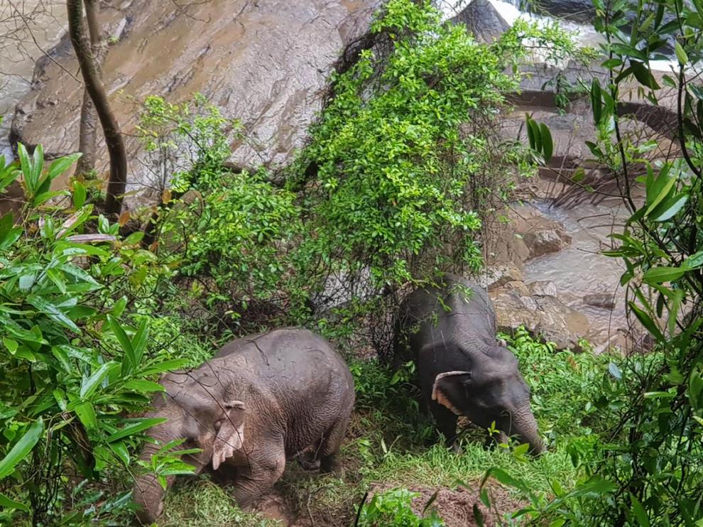 Khao Yai (Thailand), 05/10/2019.- A handout photo made available on 05 October 2019 by the Department of National Parks, Wildlife and Plant Conservation (DNP) shows two elephants that are expected to survive after falling into Haew Narok Waterfall in Khao Yai National Park, Prachin Buri Province, Thailand, 05 October 2019. Six elephants died after falling into the waterfall, two elephants survived, said the national park official. (Tailandia) EFE/EPA/DNP HANDOUT HANDOUT EDITORIAL USE ONLY/NO SALES HANDOUT EDITORIAL USE ONLY/NO SALES Six elephants died after falling into the waterfall in Khao Yai National Park