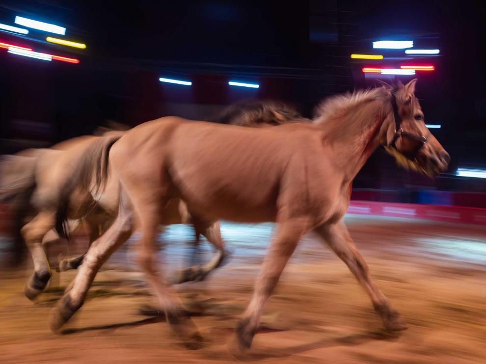 Imágenes de Zoorprendente, el Circo de los Animales, en las Fiestas del Pilar 2019 de Zaragoza