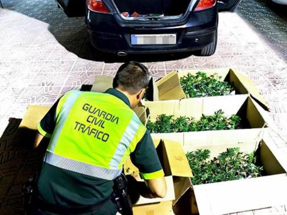 Las cajas de plantones de marihuana que transportaba el vehículo