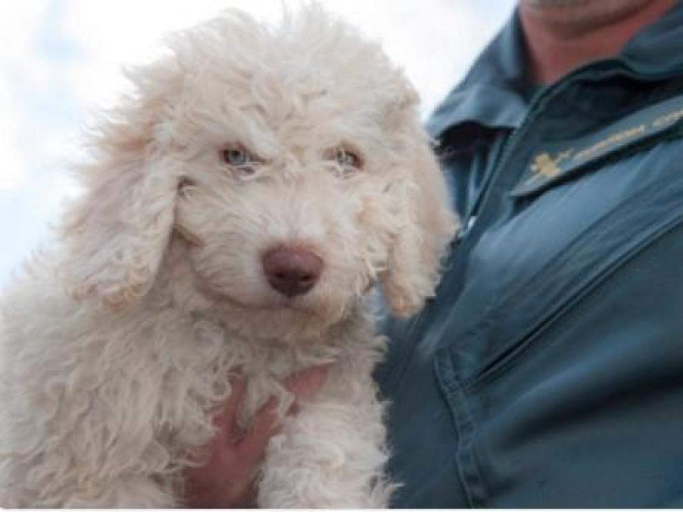 El perro 'Dylan' sustituye a 'Marley' para ayudar a la Guardia Civil a encontrar restos humanos