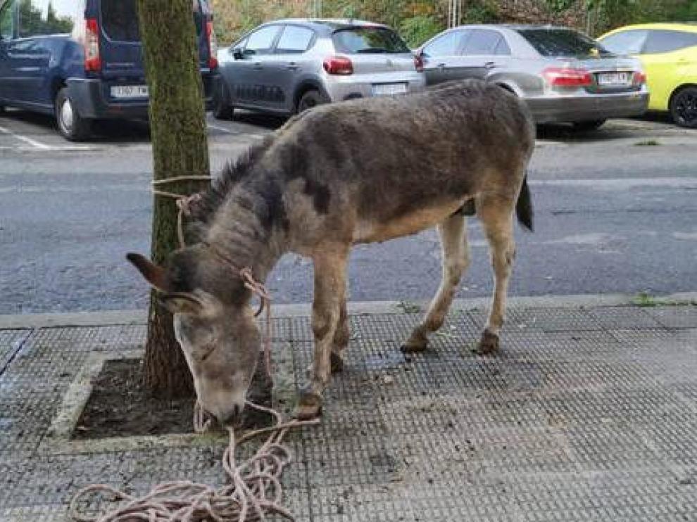 Los agentes han atado al burro a un árbol para evitar que causara problemas.