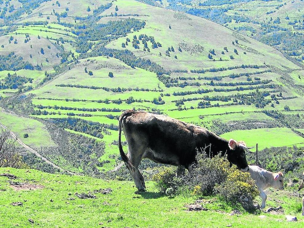 La ganadería extensiva es una de las piezas fundamentales de este proyecto.