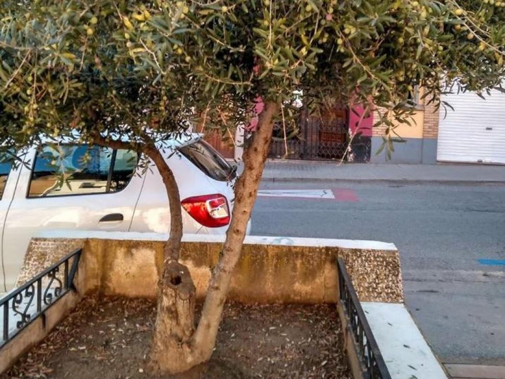 Uno de los 50 olivos que hay repartidos por las calles de Binéfar.