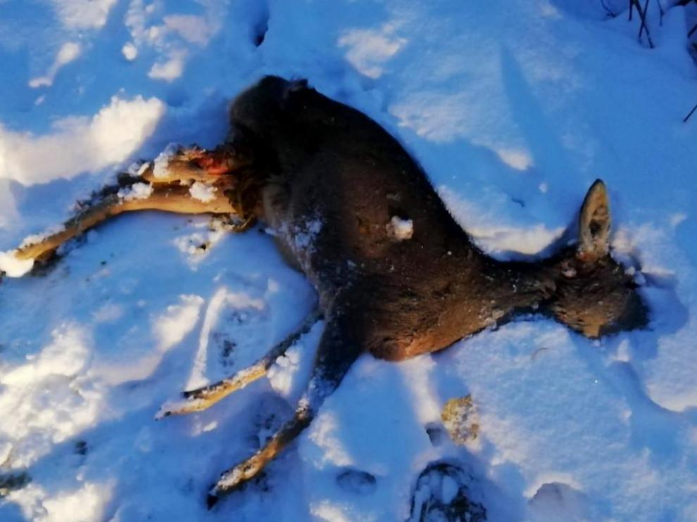 El cadáver del corzo en un camino, por el que lo arrastró el animal que lo atacó.