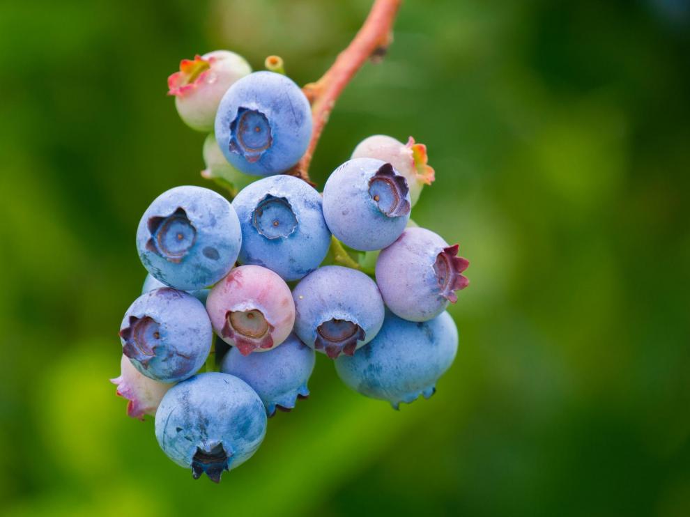 arandanos