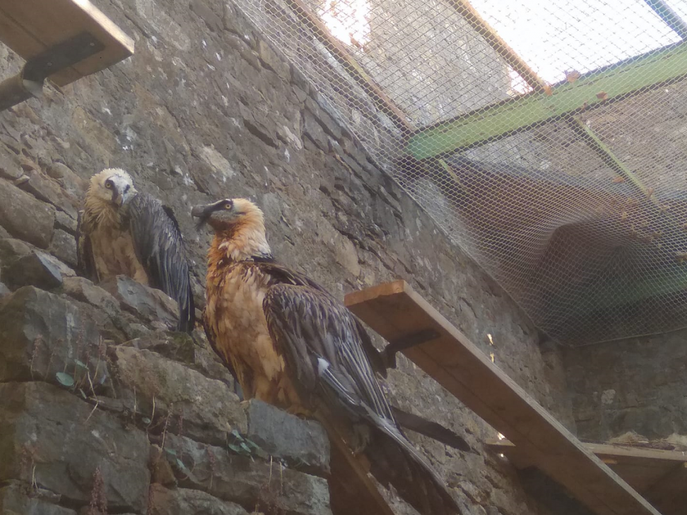 La pareja de quebrantahuesos, en sus primeros contactos en el Parque Zoológico del Eco Museo de Aínsa.
