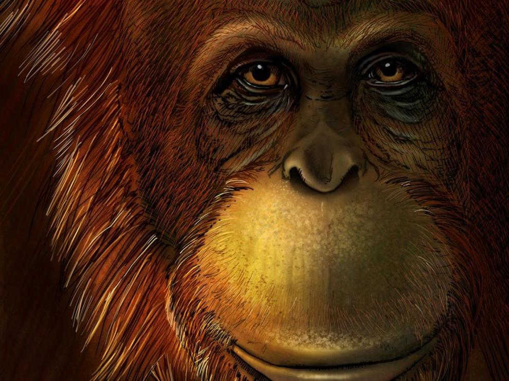Recreación de cómo sería el Gigantopithecus