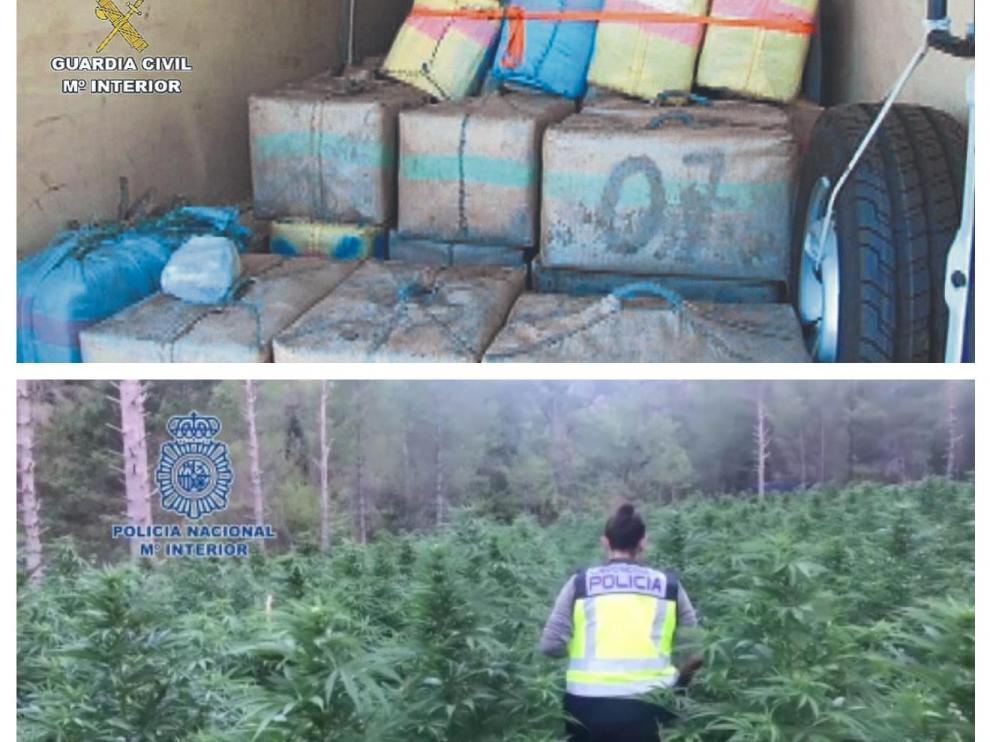 Combo de fotos de la droga incautada en Gallur y la plantación de marihuana encontrada entre Agüero y Murillo de Gállego