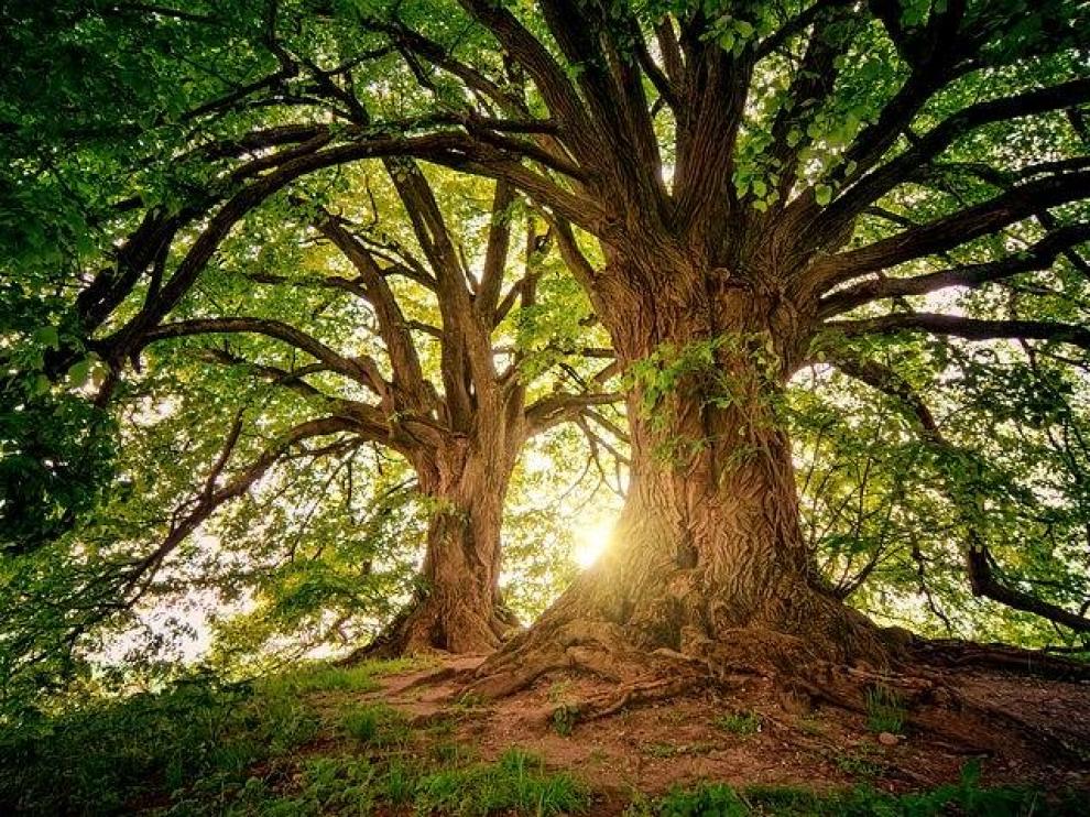 Convertirse en árbol es una nueva opción después de morir.