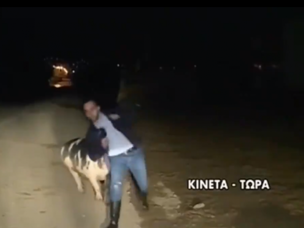 Captura del vídeo del cerdo persiguiendo al periodista