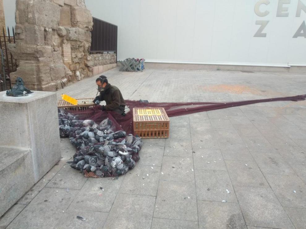 Un empleado de la empresa encargada de la captura de palomas, en un servicio junto al Mercado Centralel pasado 15 de noviembre.