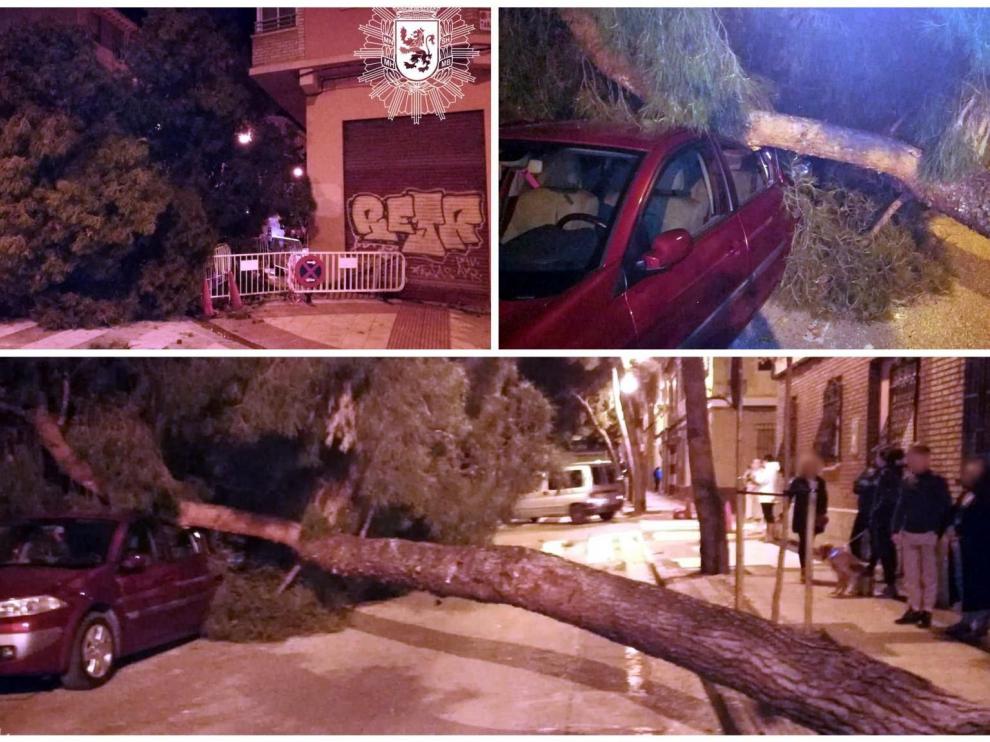 Imagen del árbol caído en las Delicias.