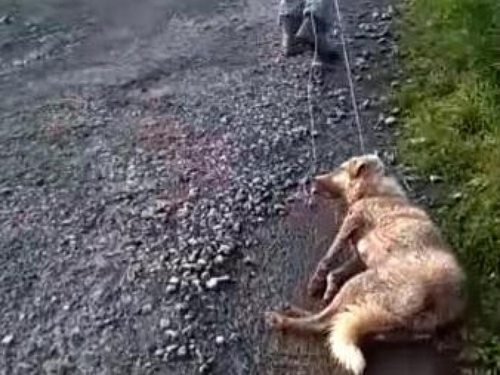La perra, arrastrada después de recibir un tiro y ser brutalmente golpeada.