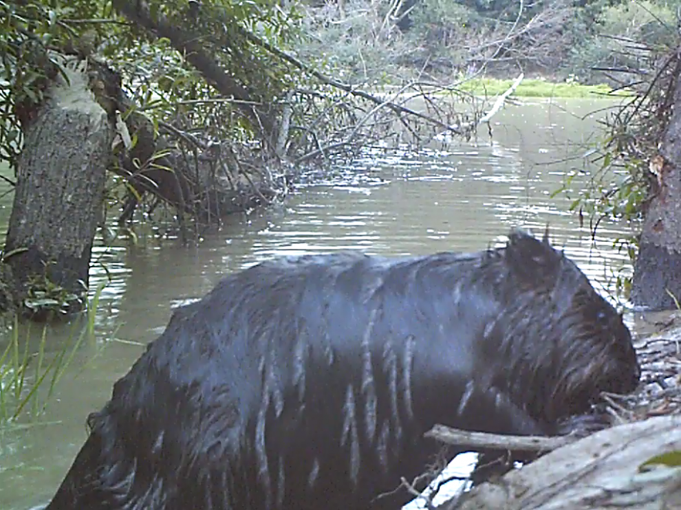 Un castor, fotografiado en una ribera del Ebro en la provincia de Zaragoza.