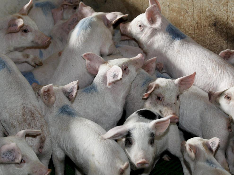 Granja de cerdos en Orrios que ha realizado obras para adecuarla a la directiva de bienestar animal. Foto Antonio Garcia/Bykofoto. 06-11-13