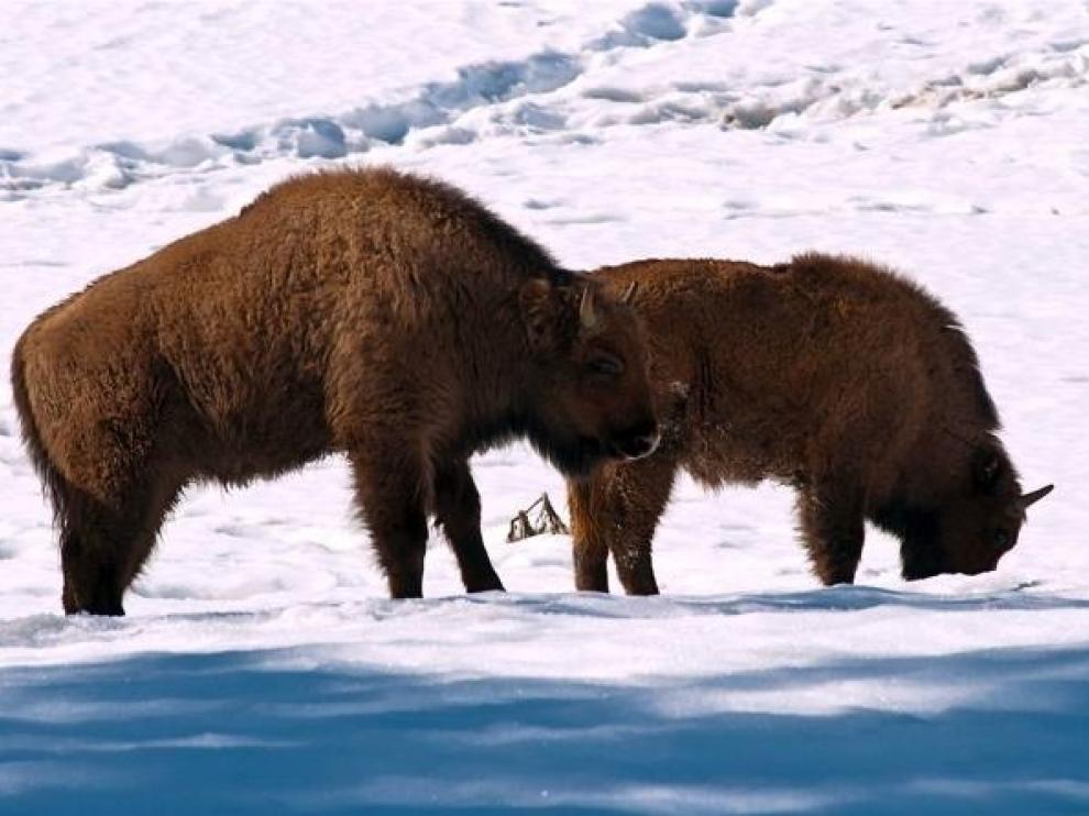 Bisontes en el Parque De Lacuniacaha