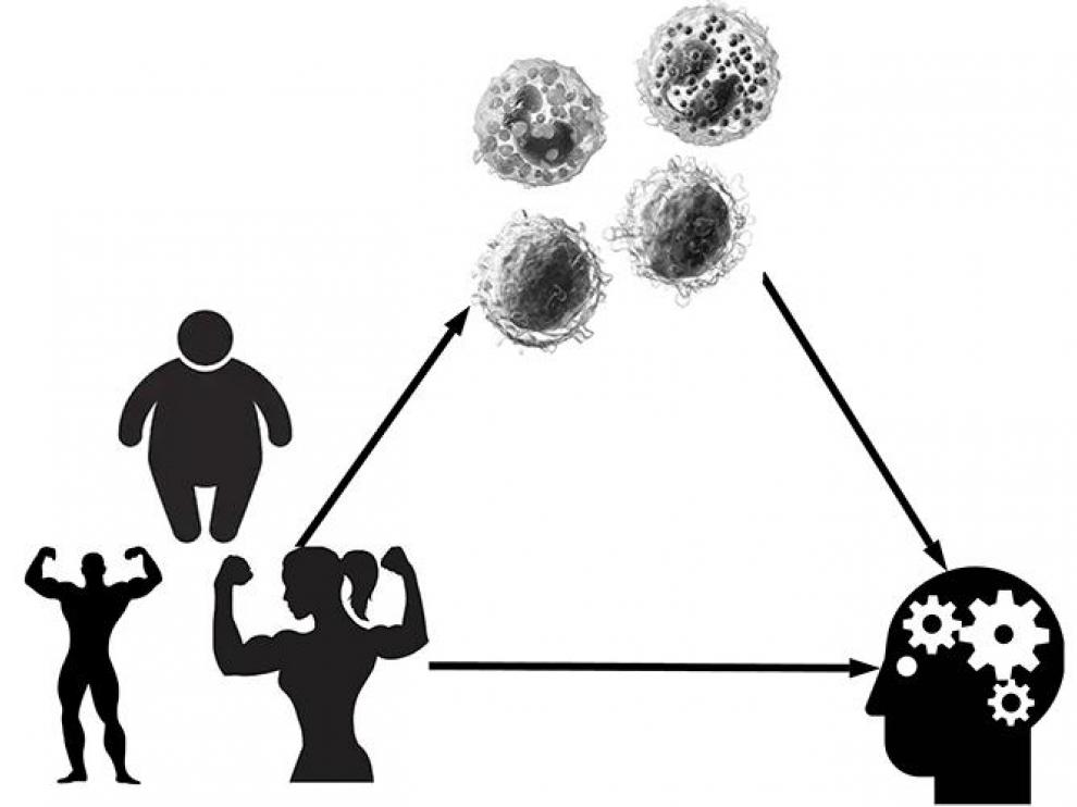Una investigación relaciona acumulación de grasa abdominal, sistema inmunitario y agilidad mental