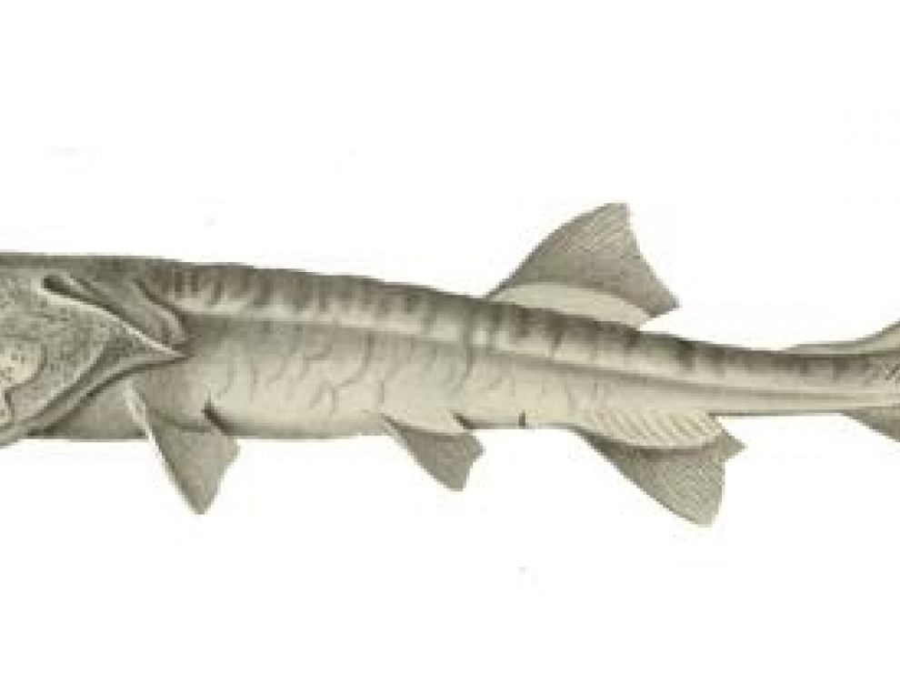 Pez remo gigante chino.