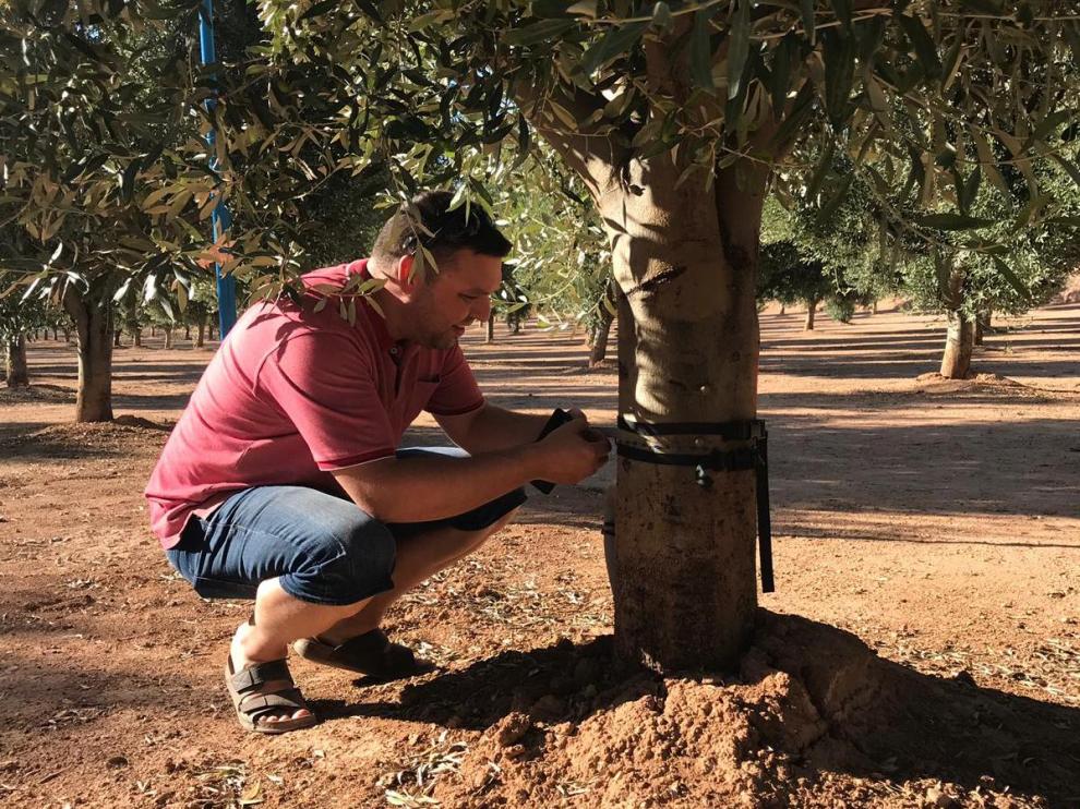 Frederic Sancho coloca un dendómetro en uno de los olivos de su finca.