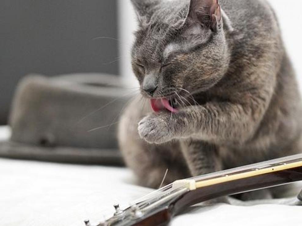 Spotify lanza una 'playlist' para mascotas.