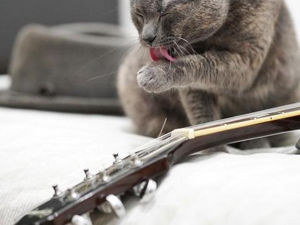 Spotify lanza una 'playlist' para mascotas.
