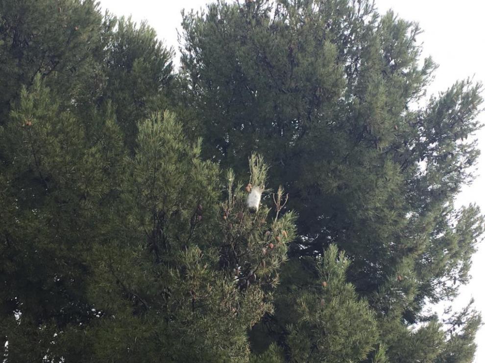 Bolsones de procesionaria en el parque de Torre Ramona.