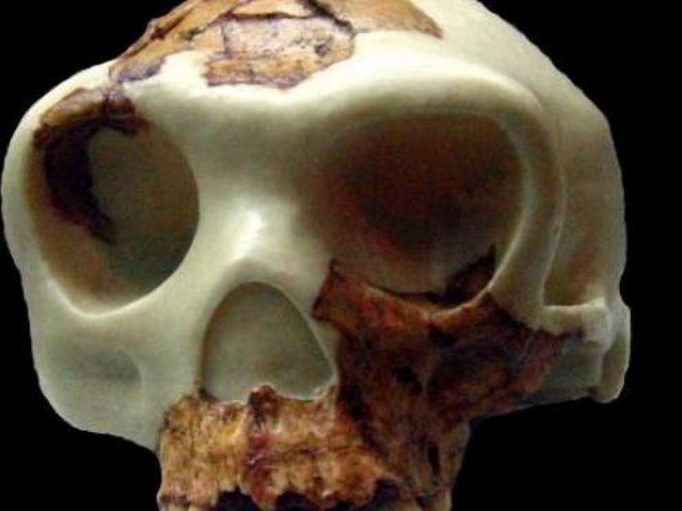 Cráneo de un homo antecesor.