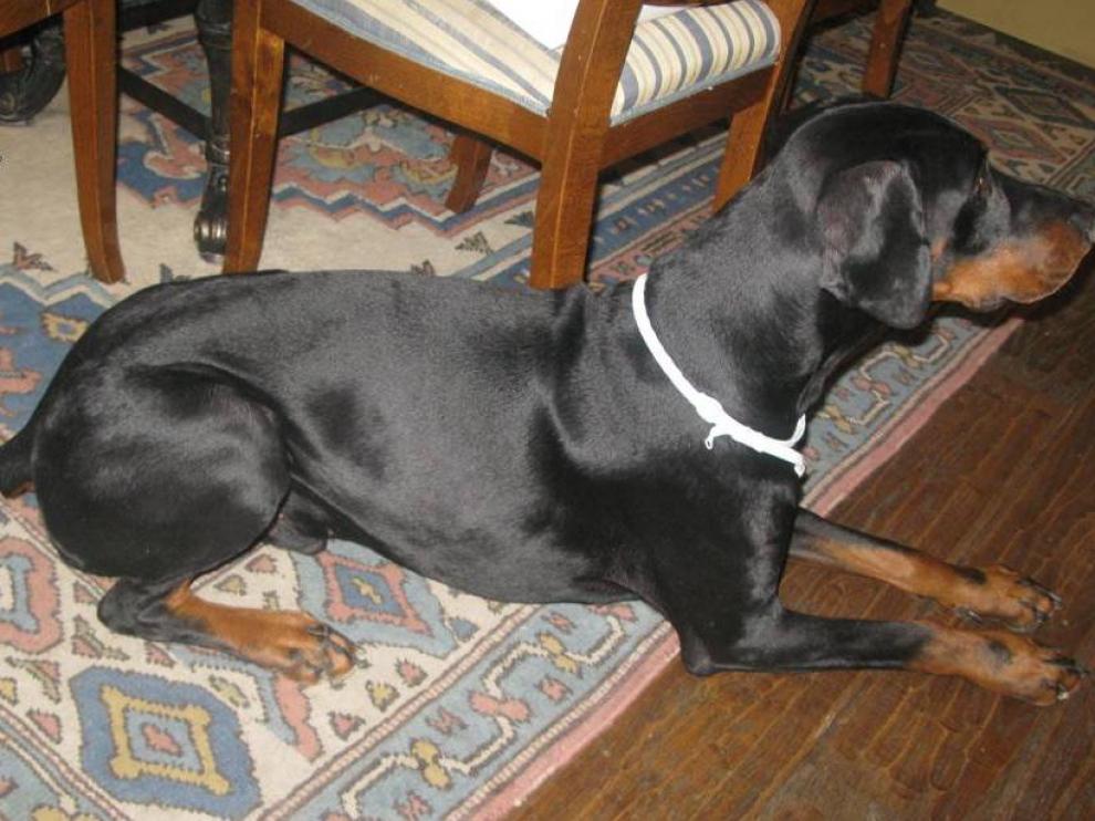 Ejemplar de Doberman con caudectomía practicada