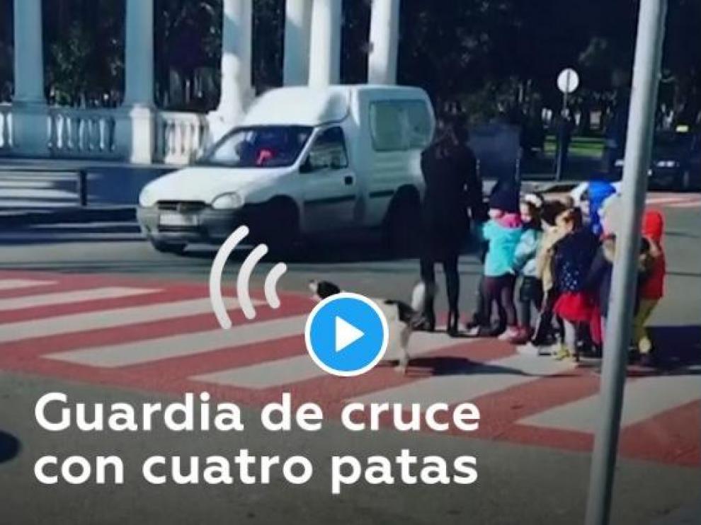 Una imagen del vídeo del animal que triunfa en redes sociales.