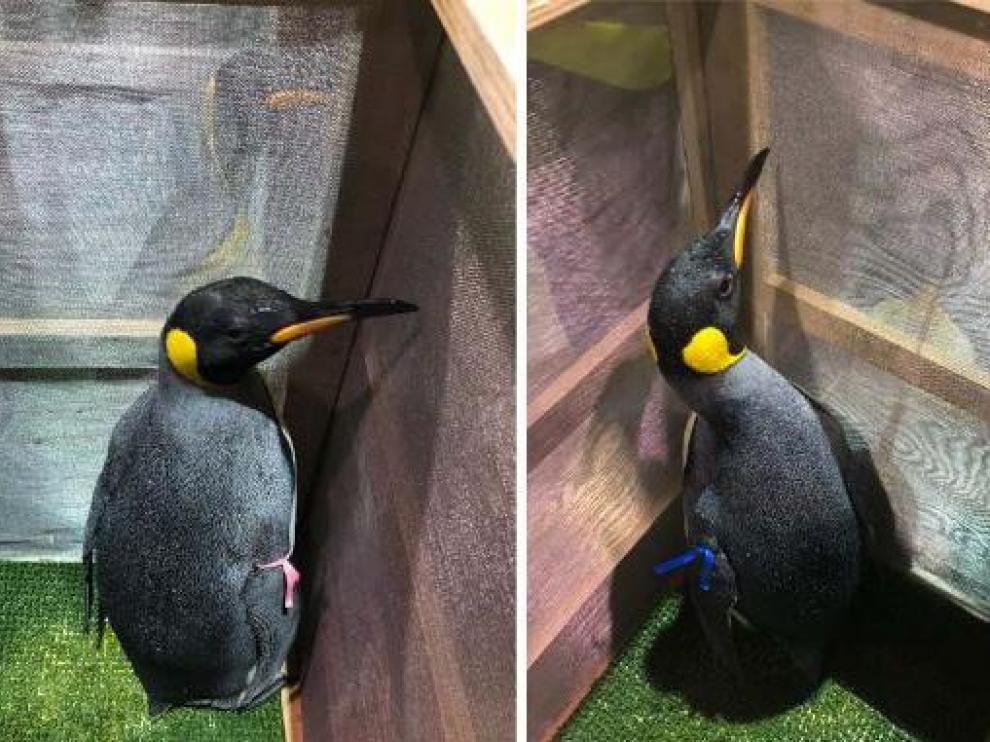 Los dos pingüinos emperador que pararon en Zaragoza.